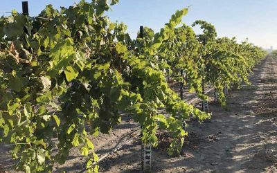 Growing Greater Grapes – Modesto Trial Update