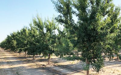 TriCal Almond Replant Research: The importance of fumigation for growers