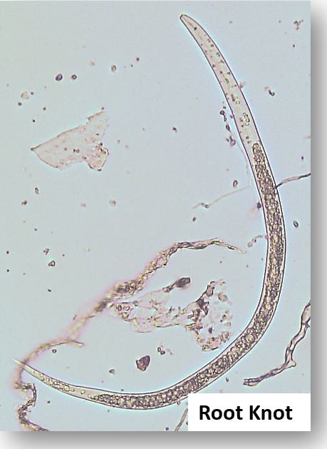Microscopic image of a Root Knot Nematode