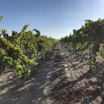Modesto Grape Trials - Fumigated Vines Image