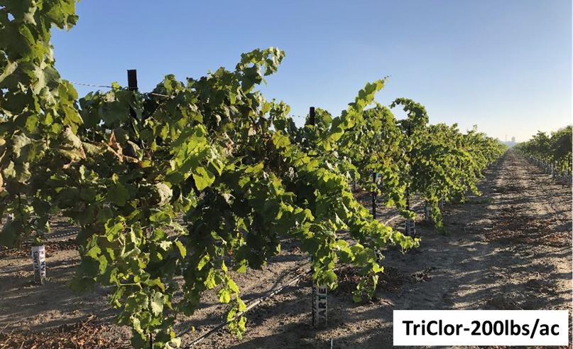 Visual of fumigated grapevines treated with TriClor-200lbs/ac at the trial site in Modesto.