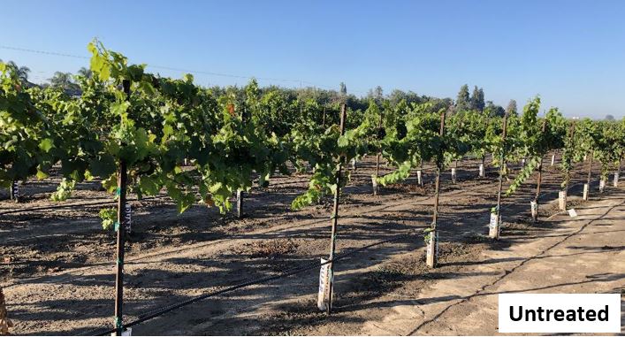 Visual of untreated (non-fumigated) grapevines at the trial site in Modesto.