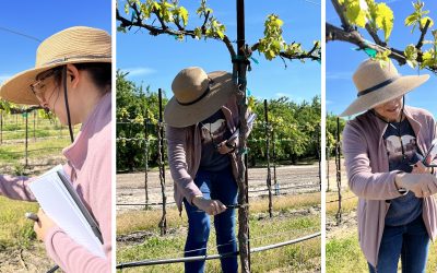 Field Visit for Grape Trial in Modesto, CA. with Dr. Kristi Sanchez