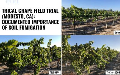 TriCal  Grape Field Trial (Modesto, CA): Documented Importance of Soil Fumigation