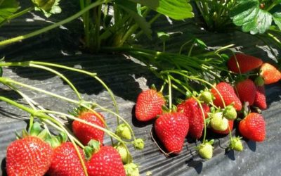 What the History of Strawberries Teaches Us Today