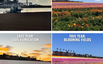 Protecting the Roots of Success: How TriCal Inc. Helps Keep the Carlsbad Flower Fields Blooming