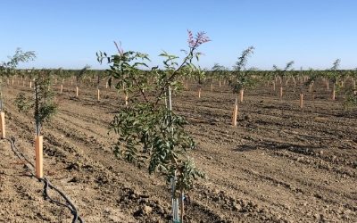 Pistachio Soil Fumigation Research: Expanding into a Key California Crop