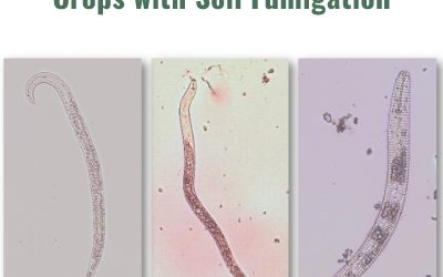 Managing Plant Parasitic Nematodes in California Specialty Crops with Soil Fumigation