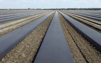 Plasticulture Basics Part 1: Understanding Row Mulch in Agriculture