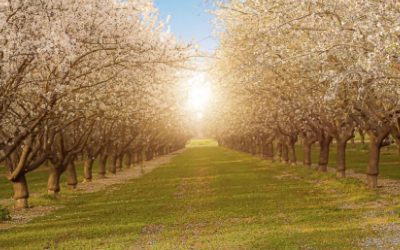 Why Pre-Plant Decisions Determine Long-Term Orchard Success