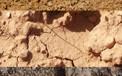 A Closer Look at What Is Happening Beneath Your Crop